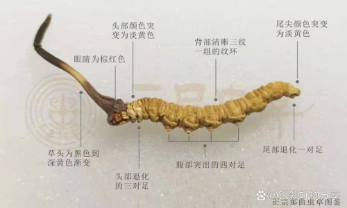 达那唑胶囊用法用量-达那唑胶囊是激素药吗网—知名的达那唑胶囊适应症网站,分享达那唑是不是激素药知识